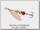 Блесна Mepps Aglia Long №00 copper