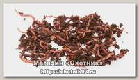Червь Толстов навозный