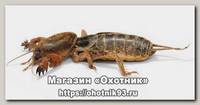 Медведка
