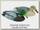 Подсадная утка Flambeau Foam Mallard комплект 12шт.