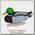 Подсадной селезень Flambeau Classic Mallard