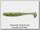 Приманка Daiwa Tournament D'FIN 10см Chartreuse уп.7шт