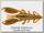 Приманка Reins рак Ring craw 3,2 026 brown shrimp red 8шт
