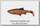Приманка Savage Gear 3D LB river roach paddletail 18см 70гр blood belly 2шт