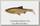Приманка Savage Gear 3D LB river roach paddletail 18см 70гр dirty roach 2шт
