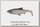 Приманка Savage Gear 3D LB river roach paddletail 18см 70гр green silver 2шт