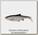 Приманка Savage Gear 3D LB roach paddletail 10см 10гр roach 3шт