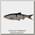 Приманка Savage Gear 3D LB roach swim n jerk 12,5см 18гр roach 2шт