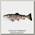 Приманка Savage Gear 3D Line Thru Trout 15cm 35g SS 01-rainbow