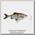 Приманка Savage Gear 3D linethru roach 18см 80гр SS 01 roach