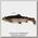 Приманка Savage Gear 3D Trout Rattle Shad 20.5cm 98g SS 03-dark brown