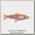Приманка Savage Gear 4D Line thru trout 15см 35гр SS 02 golden albino