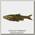 Приманка Savage Gear LB roach swim&jerk 7,5см bulk muddy roach 1/70
