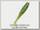 Приманка Zman виброхвост Minnowz 3 watermelon chartreuse tail 8шт/6шт