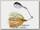 Спиннербейт Daiwa Prorex Micro RD MC SC 3,5гр Gold Perch