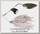 Спиннербейт Savage Gear TI-Flex 10см 17гр bleak shad silver gold