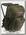 Стул рюкзак TATONKA Fischerstuhl olive