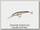 Воблер Bomber Deep long A 11,43см 20,1гр P.B.B.orange belly