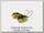 Воблер Bumble Lure Глиссер хорватское яйцо 9гр yellow