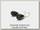 Воблер Bumble Lure Killer hot tail 15гр