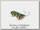 Воблер Bumble Lure Killer perch fire tiger 15гр