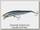 Воблер Daiwa Morethan Cross wake 111SSR-F morethan iwashi