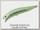 Воблер Daiwa Morethan Cross wake 111SSR-F night reaction chart