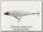 Воблер Daiwa Prorex Crazy Stick 110SS 25гр P