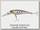 Воблер Daiwa SC Shad 5SP yamame