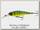 Воблер Daiwa Tournament shiner 60 SP fire tiger