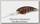 Воблер DUO Realis crank G87-20A-ADA3058