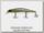 Воблер Grows culture Orbite 110SP цв 510R