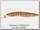 Воблер Halco Sorcerer 35 FLT+STD-R31 floating