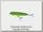 Воблер Heddon 1K spook bull frog g-fin