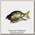 Воблер Izumi Shad alive 105 SK-04 22,5гр