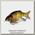 Воблер Izumi Shad alive 105 SK-05 22,5гр