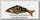 Воблер Izumi Shad alive 120 FL-02 24,1гр