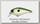 Воблер Jackall Aska 45 SR ss shad