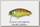 Воблер Jackall Cherry 0 footer 56 11гр noike gill