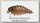 Воблер Jackall Chubby 38 SSR bug tiger