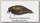 Воблер Jackall Chubby 38 SSR tackey brown