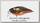 Воблер Jackall Chubby 38 twinkle bug