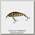 Воблер Jackall Chubby Minnow 35 noike gill