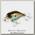 Воблер Jackall D Chubby 38 Silent hl blue gill