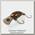 Воблер Jackall Panicra SR-HF tackey brown