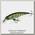 Воблер Jackall Squad Minnow 80 skeleton gill