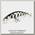 Воблер Jackall Timon tricoroll 55SP white & black yamame