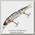 Воблер Jackall Tiny magallon MR uv mat silver tiger