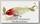 Воблер Lucky Craft B-Straight 65 S 5431 MS craw