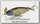 Воблер Lucky Craft B-Straight 78S 5568 Natural Wakasagi